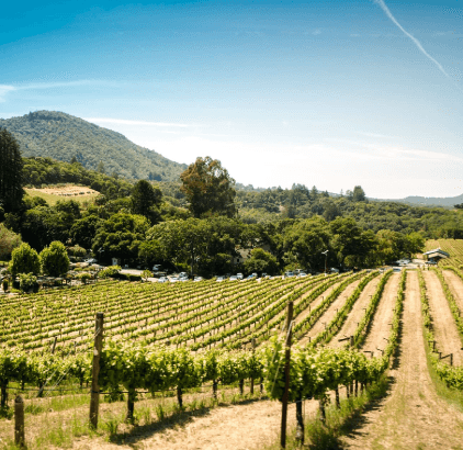 Napa | Children's CIO